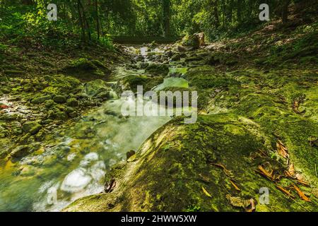 Berglauf zwischen riesigen Felsen in weald. Bergrill im Morast mit tropischen Pflanzen und frischen Kräutern. Wildtiere in exotischem wildholz mit Fluss ston Stockfoto