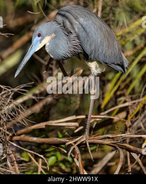 Little Blue Heron Stockfoto