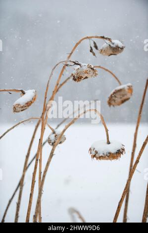 Schneebedecktes Sonnenblumenfeld im Winter Stockfoto