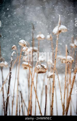 Schneebedecktes Sonnenblumenfeld im Winter Stockfoto