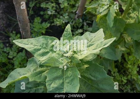 Spinatpflanze, die im Sommer in Spanien im Gemüsegarten im Freien wächst Stockfoto