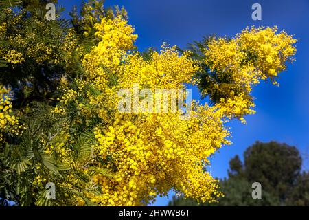 Gelbe Blüten von Akazie dealbata an einem sonnigen Wintermorgen gegen einen blauen Himmel Stockfoto