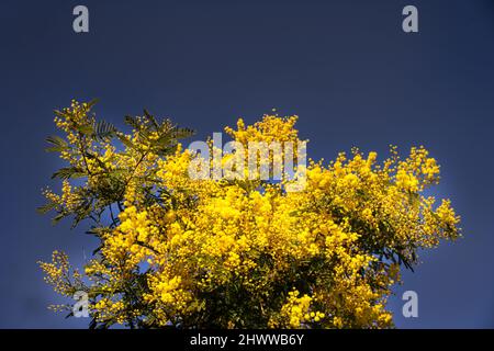 Gelbe Blüten von Akazie dealbata an einem sonnigen Wintermorgen gegen einen blauen Himmel Stockfoto