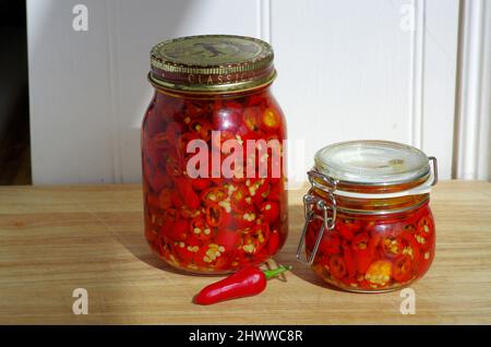 Frische Chilis in Olivenöl in Einmachgläsern konserviert. Stockfoto