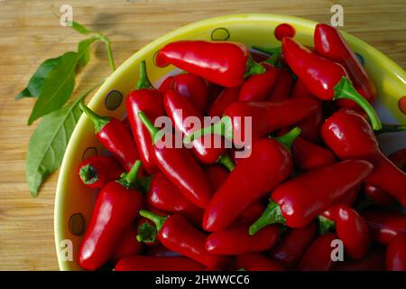 Schüssel mit frisch gepflückten perfekten Chilischoten Stockfoto