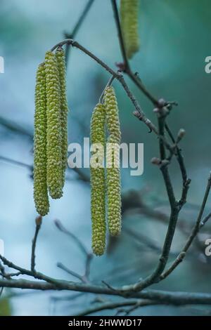 Haselkatzen, Frühling blühend auf verschwommenem Hintergrund - Corylus avellana Stockfoto