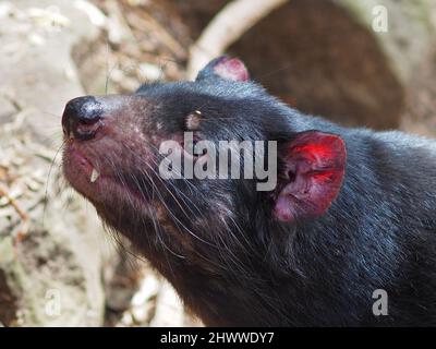 Bemerkenswerter, unverwechselbarer einsamer Tasmanischer Teufel. Stockfoto