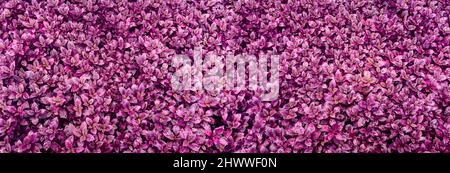 Nahaufnahme der Busch-Grundfarbe, Alternanthera dentata, bekannt als kleine, ornamentale, aus der Familie der Amaranth stammende, rote Blätter, Stockfoto