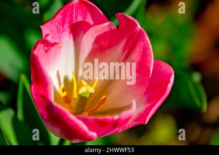 Eine Tulpe blüht in Bellingrath Gardens, 4. März 2022, in Theodore, Alabama. Die 65 Hektar großen Gärten wurden 1932 der Öffentlichkeit zugänglich gemacht. Stockfoto