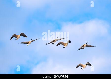 Kanadagänse (Branta canadensis) fliegen über den Himmel, E Nordamerika, von Dominique Braud/Dembinsky Photo Assoc Stockfoto