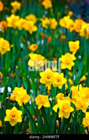 Gelbe Narzisse (Narcissus) blühen in den Bellingrath Gardens, 4. März 2022, in Theodore, Alabama. Die 65 Hektar großen Gärten wurden 1932 der Öffentlichkeit zugänglich gemacht. Stockfoto