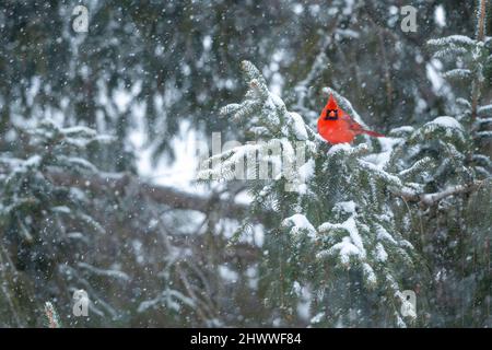 Northern Cardinal (Cardinalis cardinalis), thront, Winter, E Nordamerika, von Dominique Braud/Dembinsky Photo Assoc Stockfoto