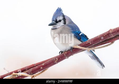 Blue Jay (Cyanocitta cristata), gehockt, Winter, E N America, von Dominique Braud/Dembinsky Photo Assoc Stockfoto