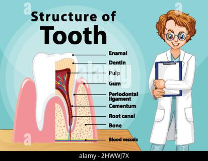 Infografik des Menschen in der Struktur des Zahnes Illustration Stock Vektor