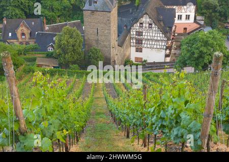 Übersicht über die Weinberge rund um Bacharach, Rheinland-Pfalz, Deutschland Stockfoto