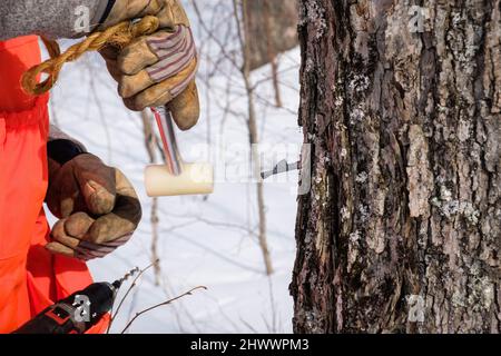 Ahornzucker (Sirup) Hersteller klopft einen Auslauf in einen Zucker Ahornbaum, um saft zu sammeln, um zu Ahornsirup, Crafesbury, Vermont, New England, USA, zu kochen. Stockfoto