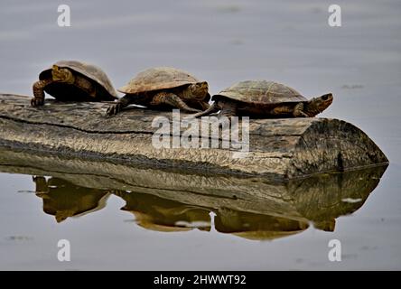 WESTERN Pond Turtle - Actinemys marmorata Stockfoto