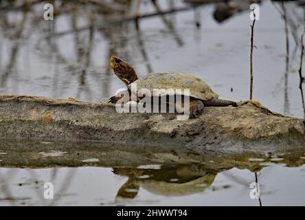 WESTERN Pond Turtle - Actinemys marmorata Stockfoto