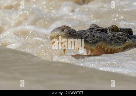 Salzwasserkrokodil bei Cahills Crossing, das geduldig auf Fische wartet, um über den Causeway, Kakadu, Northern Territory, Australien, zu schwimmen Stockfoto