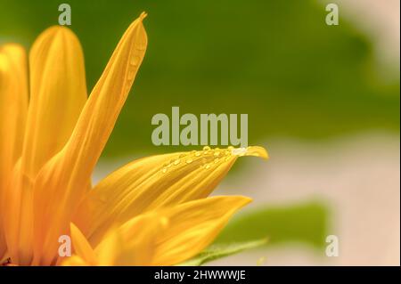 Schöne leuchtend gelbe Sonnenblumenblätter mit Wassertropfen. Fröhliche Nahaufnahme von Makros mit Platz für Text in der Kopie. Gewöhnliche Sonnenblume, helianthus annus. Stockfoto