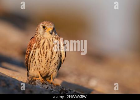 Kleiner Turmfalke Stockfoto