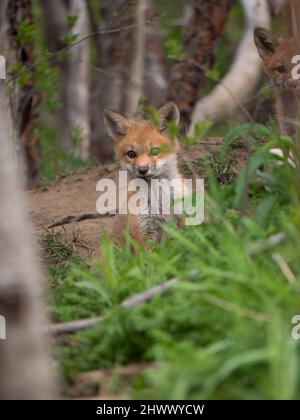 Fuchsjungen spielen um ihre Höhle Stockfoto