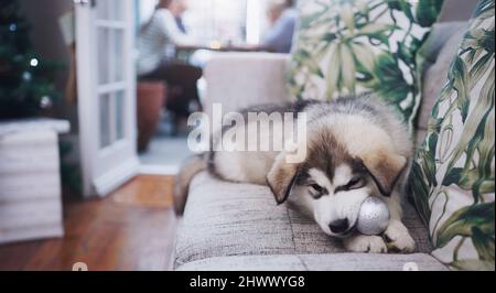 Gib einem Hund einen Knochen... oder eine Kugel. Aufnahme eines entzückenden Husky-Welpen, der auf einer Dekoration kaut, während seine Besitzer eine Weihnachtsfeier feiern. Stockfoto