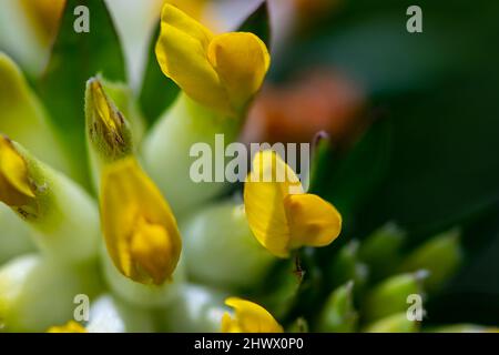 Anthyllis vulneraria ssp. Alpestris Blume wächst in Bergen, Makro Stockfoto