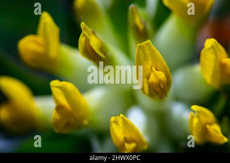 Anthyllis vulneraria ssp. Alpestris blüht in Bergen Stockfoto