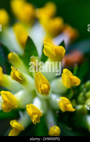 Anthyllis vulneraria ssp. Alpestris blüht in Bergen Stockfoto