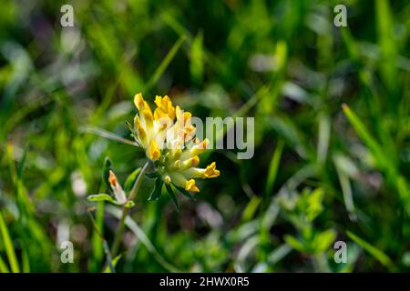 Anthyllis vulneraria ssp. Alpestris blüht in Bergen, aus der Nähe Stockfoto