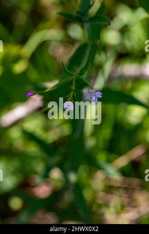 Claytonia sibirica blüht auf der Wiese Stockfoto