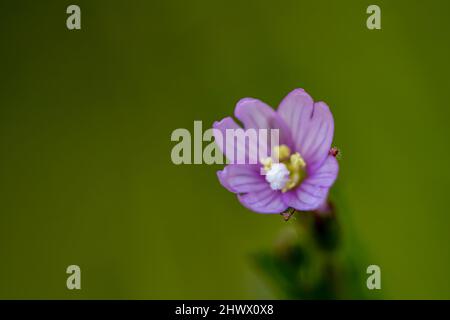 Claytonia sibirica Blume wächst auf der Wiese Stockfoto