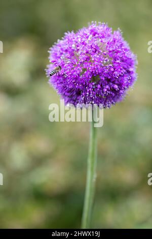 Nahaufnahme einer riesigen Zwiebelblume Stockfoto