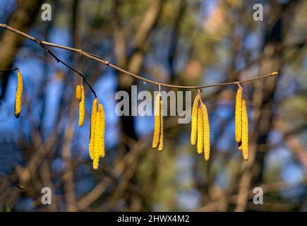 Junge blühende lange Kätzchen auf Haselzweigen im frühen Frühjahr Stockfoto