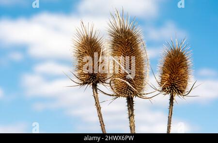 Trockener Dipsacus Sativus-Blütenkopf im Winter. Indischer Teasel (Fuller's Teel) Thistle-Makro. Nahaufnahme. Stockfoto