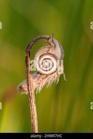Schnecke klettert auf trockenem Zweig Stockfoto