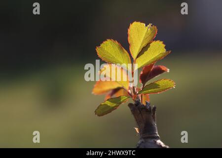Rosenblätter schießen im Frühjahr. Makroaufnahme von frischen jungen Rosenblättern, die auf einem Stiel mit Hintergrundbeleuchtung bei Sonnenuntergang sprießen Stockfoto