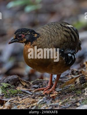 Rotbrusthuhn auch als Bornean-Berghuhn bekannt Es ist endemisch in Hügel- und Bergwald in Borneo Stockfoto