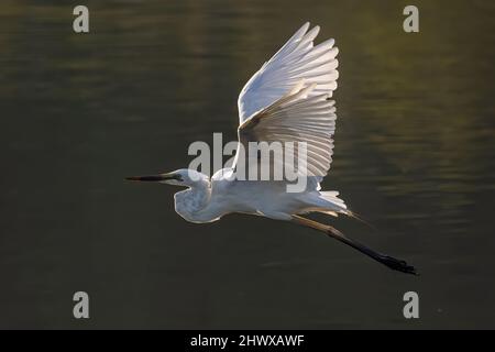 Naturbild Wildtiere Bild von Kuhreiher auf dem Flug Stockfoto