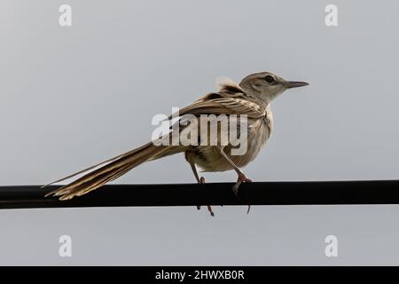 Nahaufnahme des schönen Vogels mit Streifengras und Naturhintergrund Stockfoto