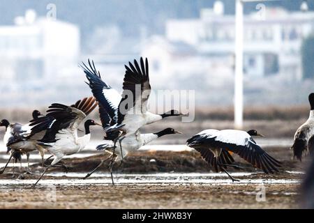 Weining, Chinas Provinz Guizhou. 8. März 2022. Schwarzhalskraniche werden im Caohai National Nature Reserve in Weining Yi, im autonomen Bezirk Hui und Miao, südwestlich der chinesischen Provinz Guizhou, gesehen, 8. März 2022. Quelle: Yang Wenbin/Xinhua/Alamy Live News Stockfoto