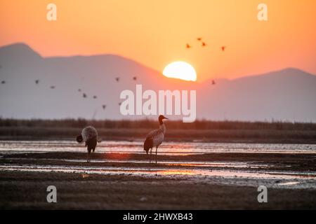 Weining, Chinas Provinz Guizhou. 8. März 2022. Schwarzhalskraniche werden im Caohai National Nature Reserve in Weining Yi, im autonomen Bezirk Hui und Miao, südwestlich der chinesischen Provinz Guizhou, gesehen, 8. März 2022. Quelle: Luo Dafu/Xinhua/Alamy Live News Stockfoto