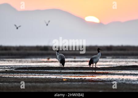 Weining, Chinas Provinz Guizhou. 8. März 2022. Schwarzhalskraniche werden im Caohai National Nature Reserve in Weining Yi, im autonomen Bezirk Hui und Miao, südwestlich der chinesischen Provinz Guizhou, gesehen, 8. März 2022. Quelle: Yang Wenbin/Xinhua/Alamy Live News Stockfoto