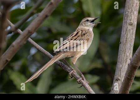 Nahaufnahme des schönen Vogels mit Streifengras und Naturhintergrund Stockfoto