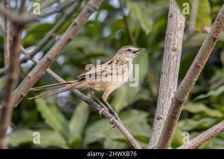 Nahaufnahme des schönen Vogels mit Streifengras und Naturhintergrund Stockfoto