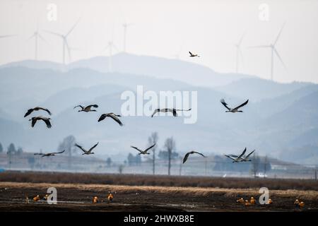 Weining, Chinas Provinz Guizhou. 8. März 2022. Zugvögel werden im Caohai National Nature Reserve in Weining Yi, Autonome Grafschaft Hui und Miao, südwestlich der chinesischen Provinz Guizhou, gesehen, 8. März 2022. Quelle: Yang Wenbin/Xinhua/Alamy Live News Stockfoto