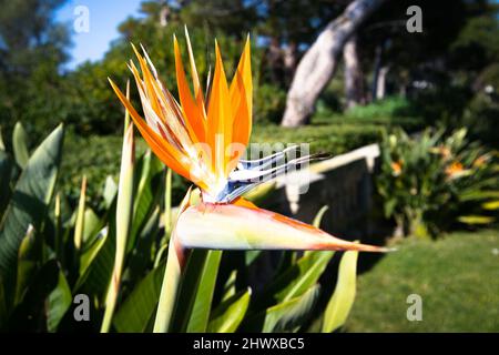 Strelitzia, der Paradiesvogelblüte in Südfrankreich Stockfoto