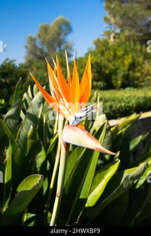 Strelitzia, der Paradiesvogelblüte in Südfrankreich Stockfoto