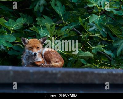 Ein Rotfuchs, der im Herbst auf einem Camden-Dach ruht, vor einem Hintergrund aus grünen Blättern. Sie blickt den Fotografen vorsichtig an. Stockfoto